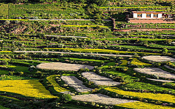 藏区农作物荞麦田