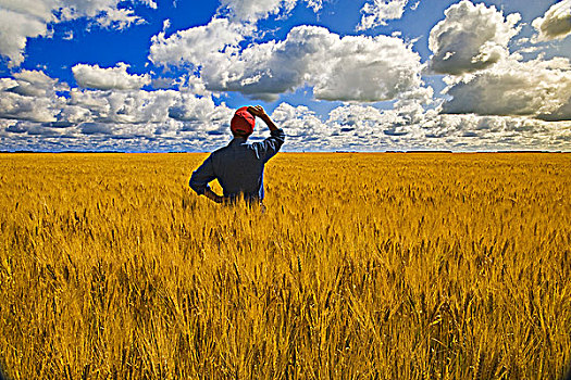 一个,男人,上方,成熟,小麦,积云,背景,靠近,曼尼托巴,加拿大