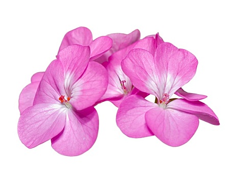 粉色,天竺葵,花,隔绝,白色背景