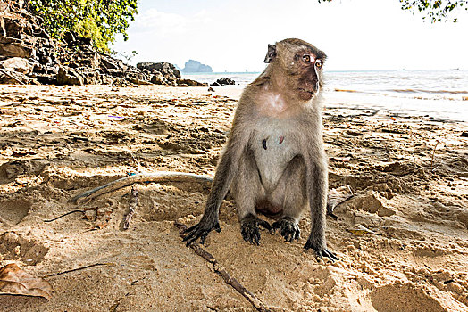 短尾猿,弥猴属,坐,海滩,甲米,省,泰国,亚洲