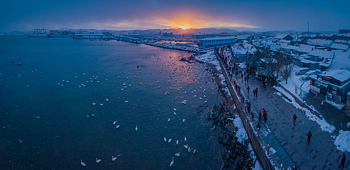 航拍山东威海俚岛镇烟墩角拍摄的冬天雪地天鹅风景