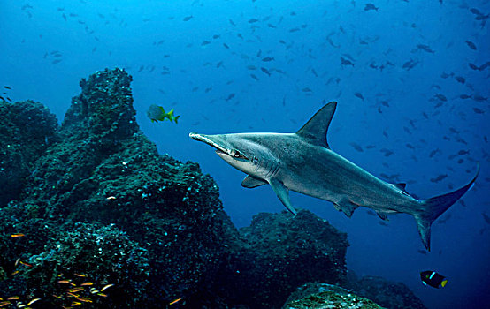 圆齿状,槌头双髻鲨,游动,鱼,上方,海底,加拉帕戈斯群岛