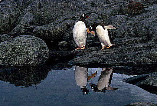 南极半岛,港口,巴布亚企鹅,反射,湾