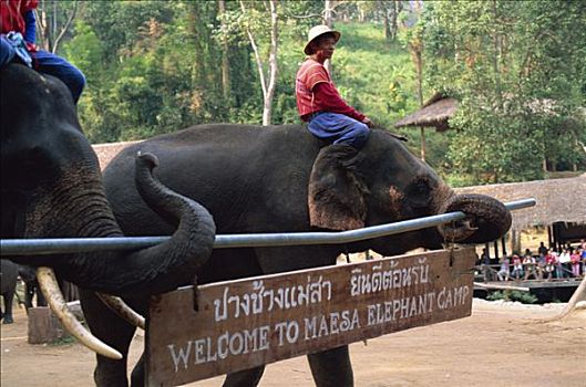 泰国,清迈,大象,展示