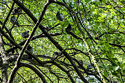 鸽子,坐在树上,枝条,仰视