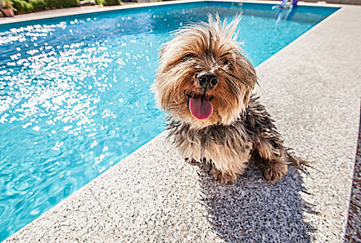 狗,坐,游泳池,晴天