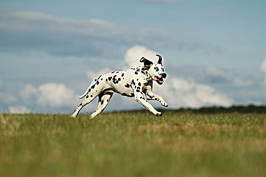 斑点狗,一个,蓝眼睛,跑,草地,不同,彩色,眼睛,德国,欧洲