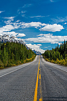 公路,冰原大道,93号公路,加拿大,落矶山,艾伯塔省,省,北美