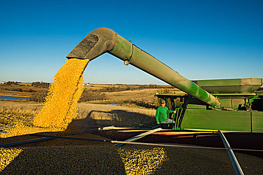 农民,收获,黄色,谷物,玉米,联合收割机,丰收,南方,爱荷华,美国