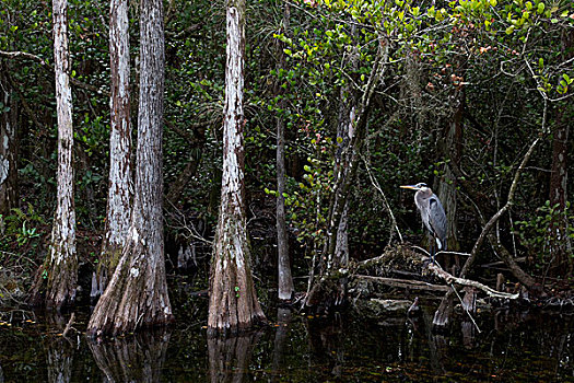 大蓝鹭,大沼泽地国家公园,佛罗里达