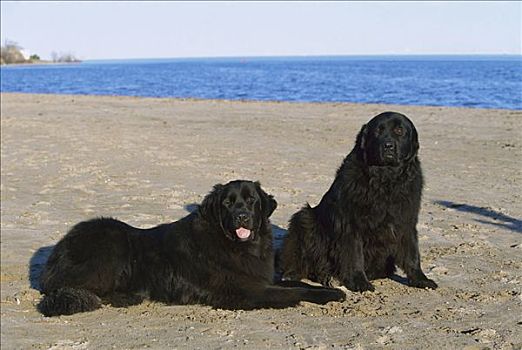 纽芬兰,狗,两个,黑色,成年,坐,海滩