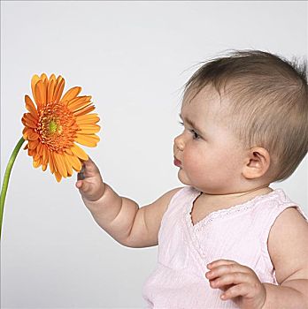 婴儿,非洲菊