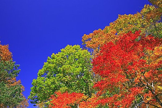 蓝天,彩色,树