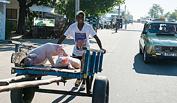 猪,运输,手推车,穆龙达瓦,马达加斯加,非洲