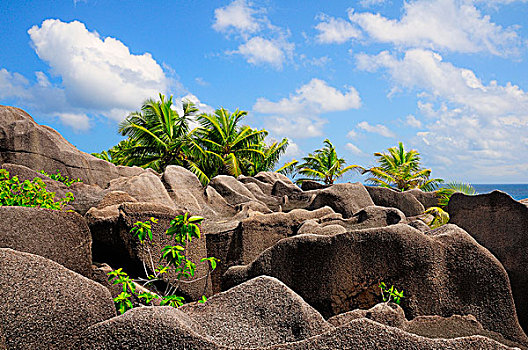 棕榈树,花冈岩,石头,拉迪格岛,岛屿,塞舌尔,非洲
