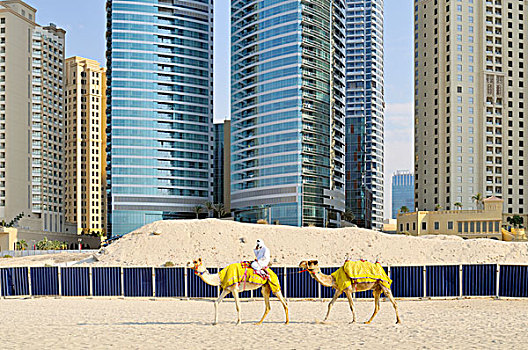 骆驼,迪拜