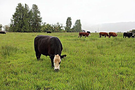牛与草场