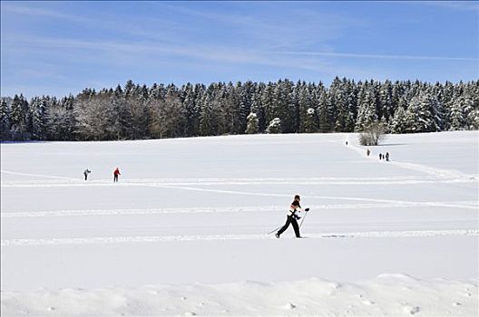 越野滑雪者,冬季风景,靠近,多瑙河,自然公园,巴登符腾堡,德国