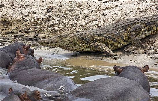 坦桑尼亚,国家公园,河马,小心,看,鳄鱼,头部,河