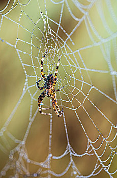 蜘蛛,休息,蜘蛛网,阿斯托里亚,俄勒冈,美国