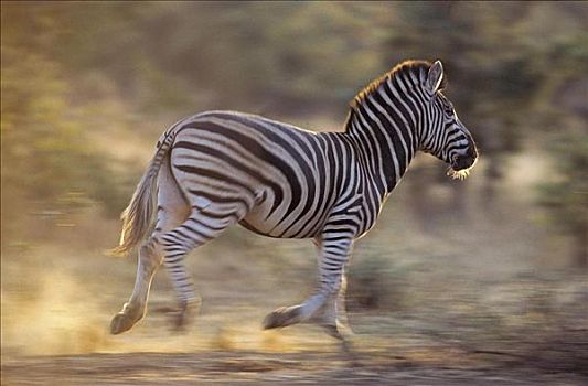 跑,布契尔斑马,马,斑马,哺乳动物,克鲁格国家公园,南非,动物