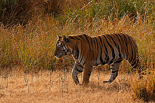 孟加拉,印度虎,虎,雄性,甘哈国家公园,中央邦,印度,亚洲