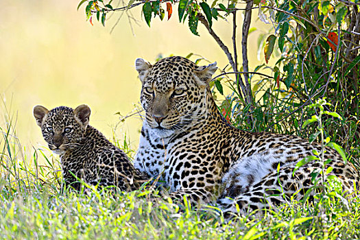 豹,女性,卧,灌木,幼兽,马赛马拉国家保护区,肯尼亚,非洲