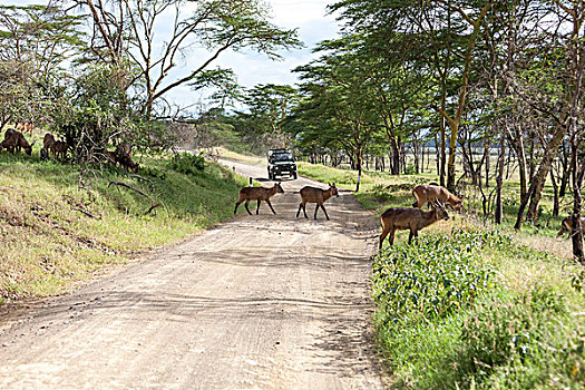 羚羊,背景,道路