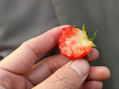 高清草莓,红颜草莓