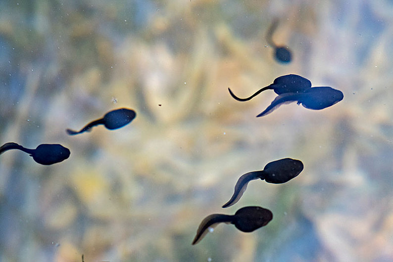 蝌蚪图片_蝌蚪高清图片_全景视觉