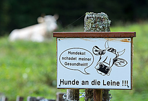 狗,拴狗绳,警告标识,柳树,格蒙登,上奥地利州,奥地利,欧洲
