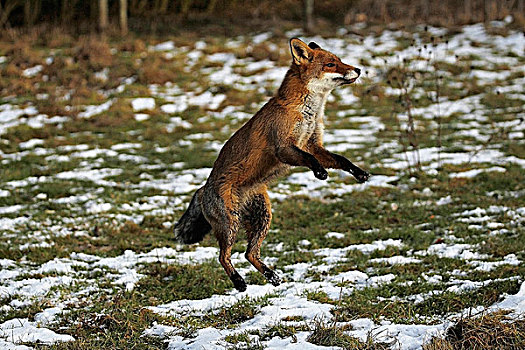 红狐,狐属,成年,跳跃,诺曼底