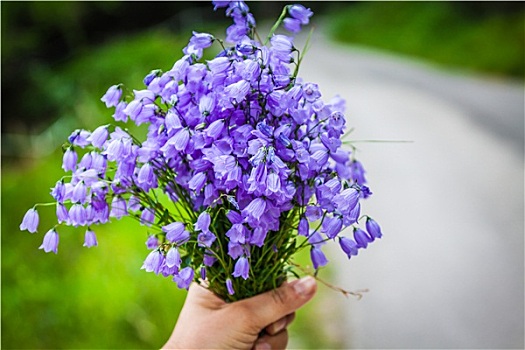 花束,紫罗兰,野花
