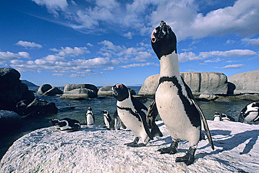 非洲企鹅,黑脚企鹅,野生,岬角,半岛
