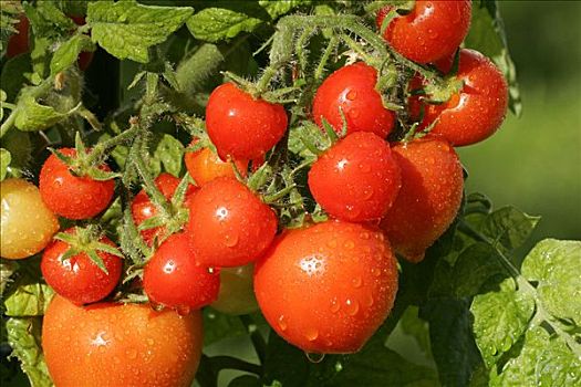 西红柿,图腾,番茄