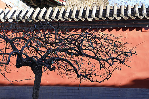 春节期间的全国文保北京万寿寺