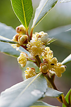 花,月桂,月桂树