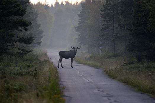 麋鹿,道路,瑞典