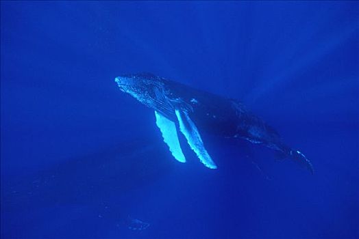 驼背鲸,大翅鲸属,鲸鱼,好奇,幼兽,防护,母兽,毛伊岛,夏威夷,提示,照相