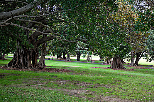 悉尼市区,悉尼皇家植物园