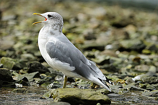 普通,海鸥,站在水中,叫,张嘴,鸟嘴,卡特麦国家公园,阿拉斯加