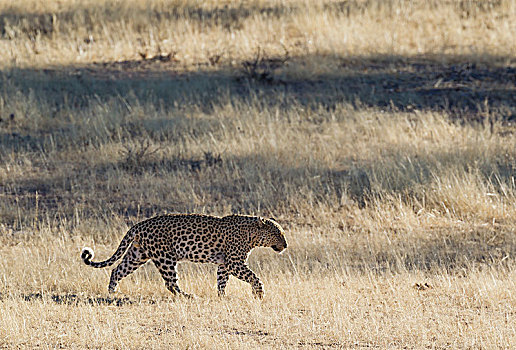 豹,漫游,雄性,卡拉哈里沙漠,卡拉哈迪大羚羊国家公园,南非,非洲