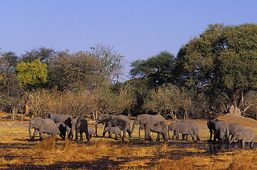 博茨瓦纳,奥卡万戈三角洲,莫瑞米,野生动植物保护区,大象,牧群