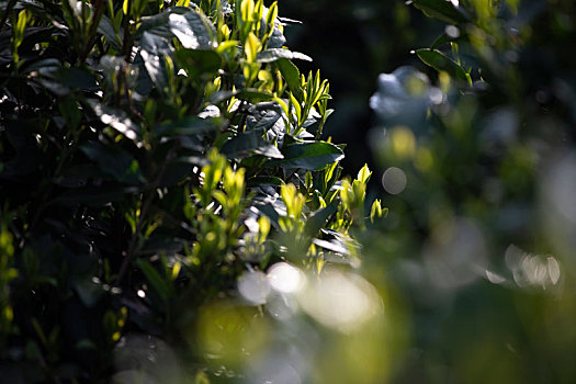 杭州西湖龙井春茶芽逆光