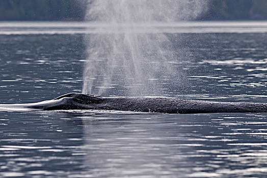 驼背鲸,大翅鲸属,鲸鱼,鳍足,布劳顿群岛,海洋公园,温哥华岛,不列颠哥伦比亚省,加拿大
