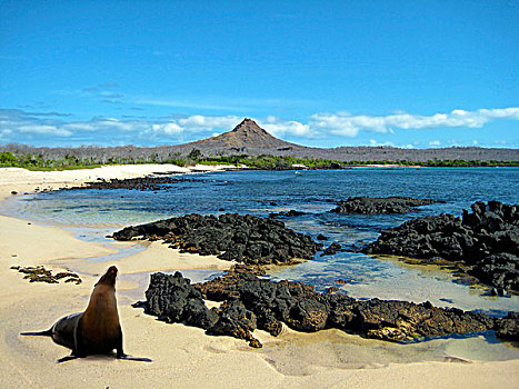 海狮,北海狮,姿势,海滩,加拉帕戈斯群岛,厄瓜多尔,南美