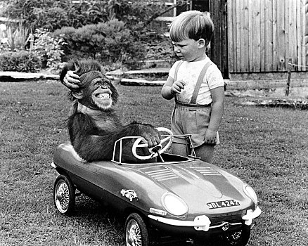 猴子,坐,汽车,英格兰,英国