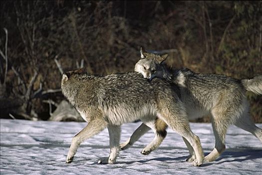 大灰狼,狼,一对,玩,北美
