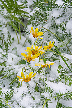 积雪,向日葵,菊花,省立公园,艾伯塔省,加拿大