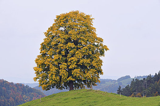 大槭树,瑞士